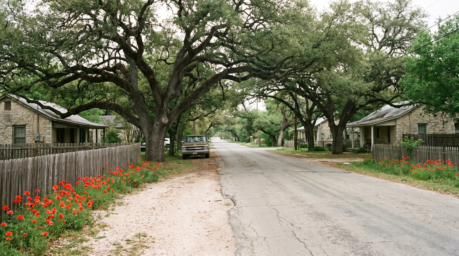 Old live oaks arching over a Georgetown street of limestone ranch homes with red poppies along the fence line